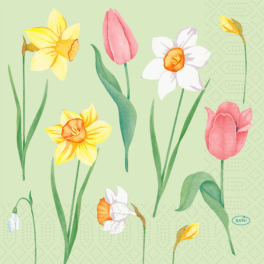 Illustrationen von Frühlingsblumen - Narzissen, Narzissen, Tulpen und Schneeglöckchen - auf einem hellgrünen Hintergrund schmücken die Serv.33x33 3lg 1/4 Spring Melody 250P. Papierservietten (Packung mit 250 Stück) der Duni GmbH, ideal für Frühlingsfeste.