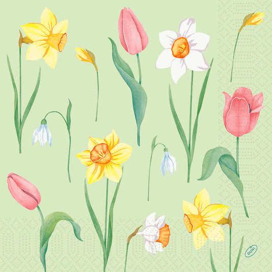 Illustration von Frühlingsblumen - Narzissen, Tulpen, Schneeglöckchen und Narzissen - auf einem hellgrün gepunkteten Hintergrund. Perfekt für Duni GmbH Serv.40x40 3lg 1/4 Frühlingsmelodie 250P. Packung (250 Stück) Servietten.