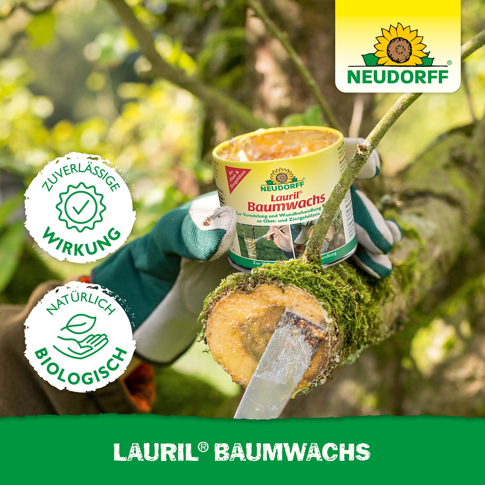 Mit Gartenhandschuhen trägt eine Person den Neudorff Shop Lauril Baumwachs auf einen frisch geschnittenen Ast auf und sorgt so für eine zuverlässige Wirksamkeit und schonende Pflege von Baumwunden.