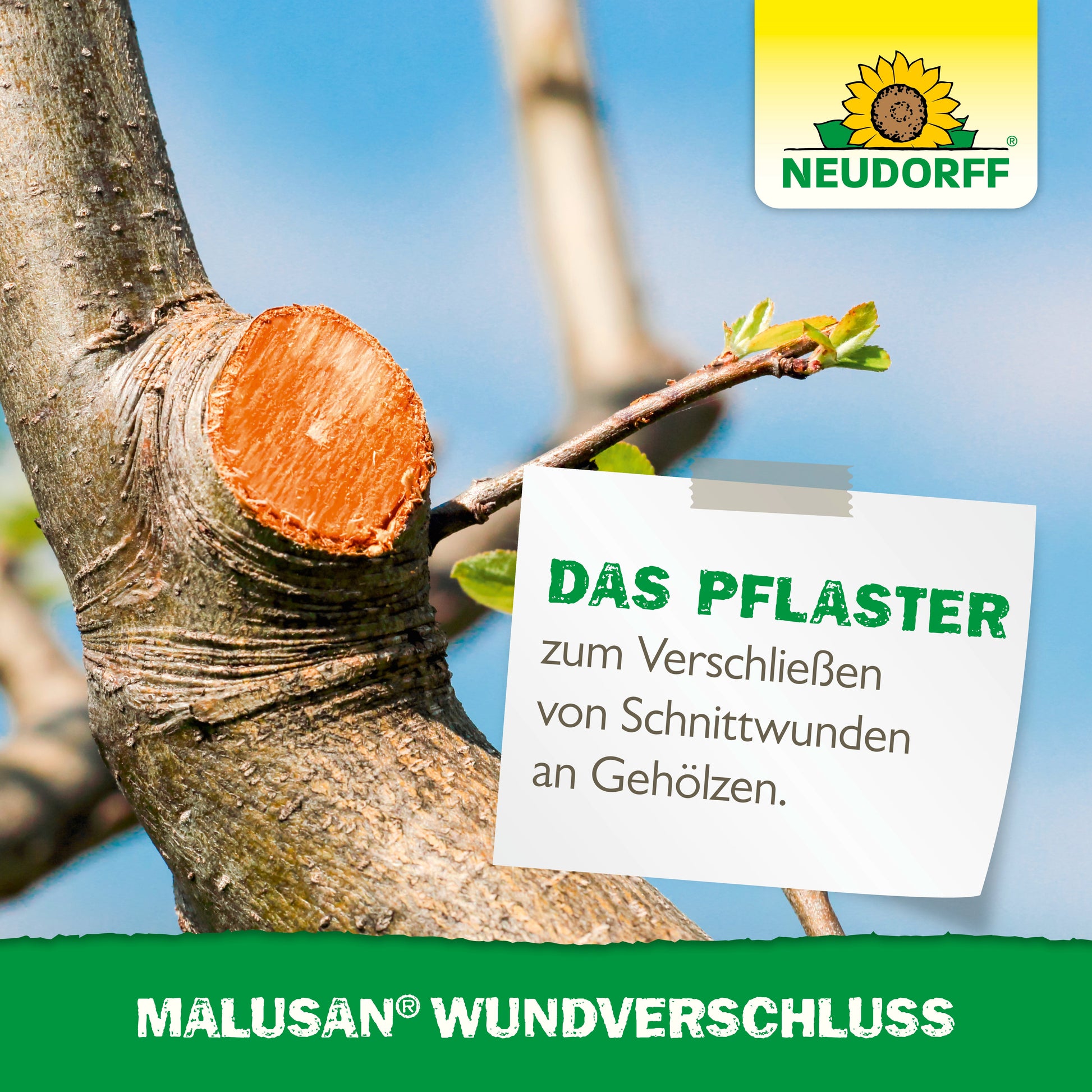 Ein Baumast nach Rückschnitt mit einer frischen Schnittwunde und einem kleinen deutschen Schild über Malusan Wundverschluss. Das Sonnenblumen-Logo des Neudorff Shops ist in der oberen rechten Ecke zu sehen.