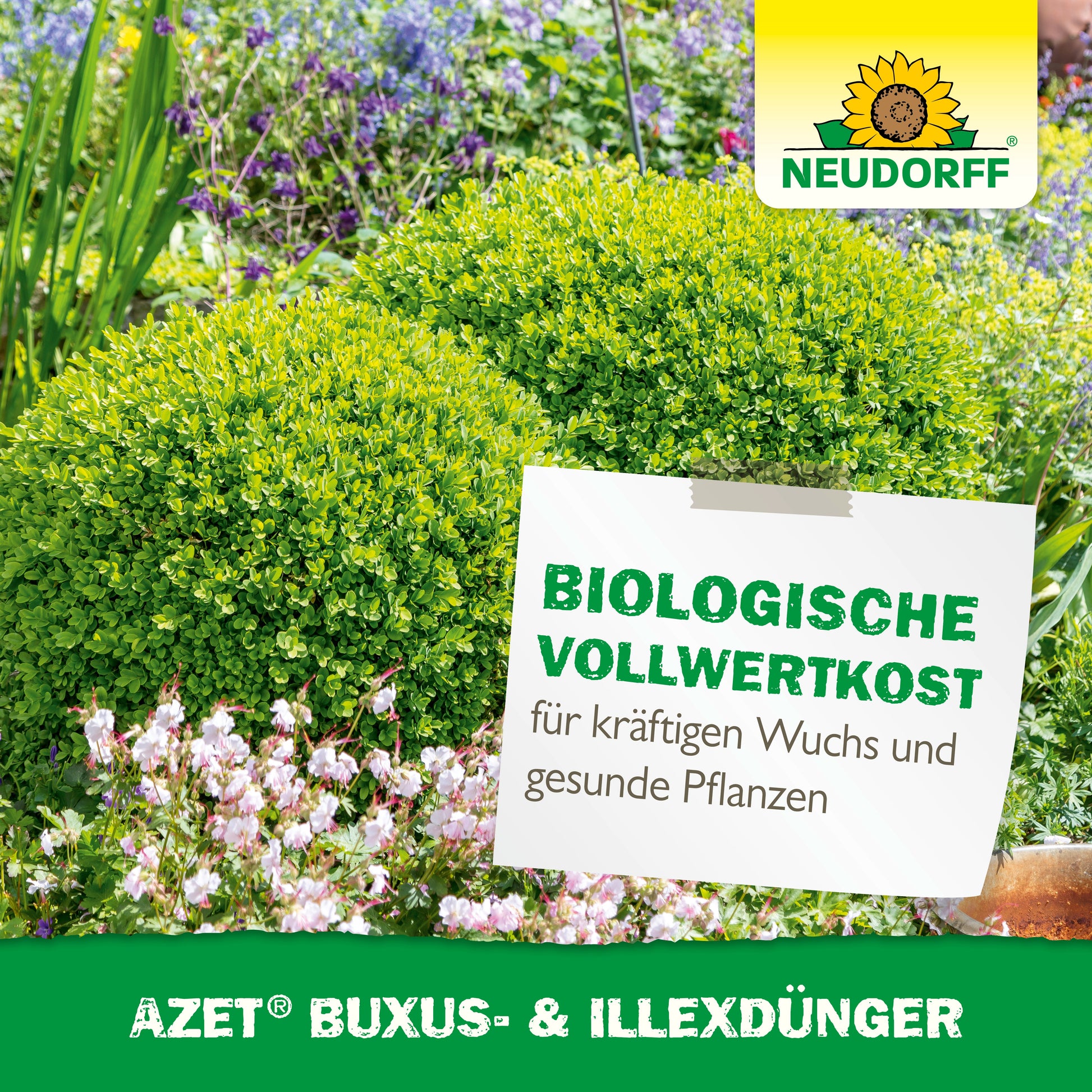 In einem üppigen Garten stehen zwei beschnittene Buchsbäume inmitten lila und rosa Blüten. Auf einem Schild steht: "Biologische Vollwertkost für kräftigen Wuchs & gesunde Pflanzen". Neudorff Shop Azet Buxus- & IlexDünger unterstützt gesunde Ilexe. Neudorff-Logo oben rechts.