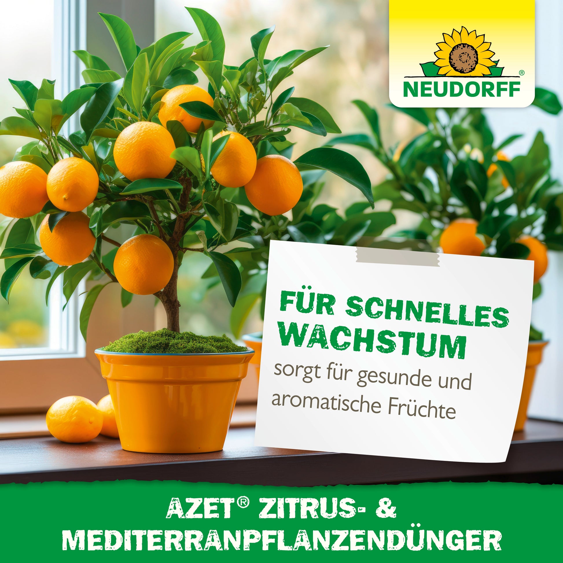 Zwei getopfte Orangenbäume mit reifen Früchten stehen auf einer Fensterbank. Ein Schild auf Deutsch wirbt für "schnelles Wachstum" und "aromatische Früchte" bei mediterranen Kübelpflanzen mit dem Azet Zitrus- & MediterranpflanzenDünger von Neudorff Shop.
