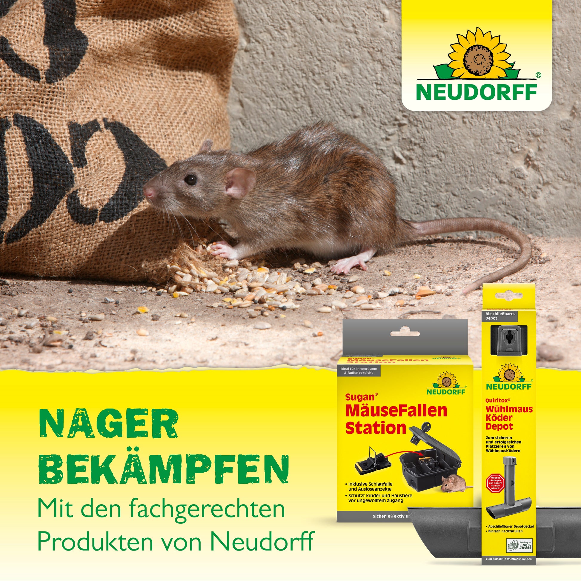 Eine braune Ratte frisst Streukörner auf Beton. Im Vordergrund steht der MarderStopp 50m2 von Neudorff Shop, ein Produkt zur Nagetierbekämpfung mit innovativer Technologie. Das Neudorff-Logo erscheint in der oberen rechten Ecke.
