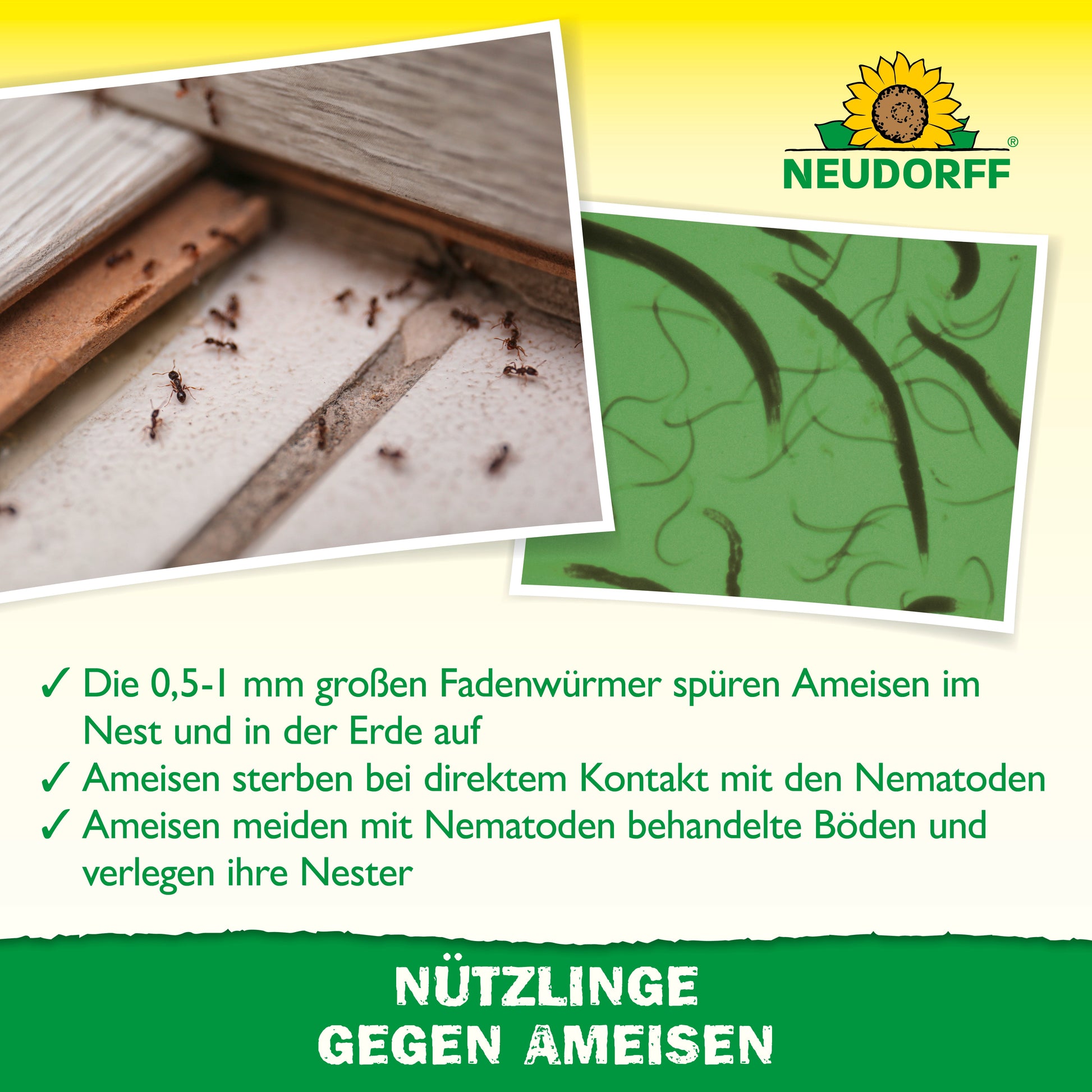 Nahaufnahme von Ameisen an einer Lücke im Holz neben einem grünen Bild, das zeigt, wie Nützlinge gegen Ameisen aus dem Neudorff Shop Ameisennester gezielt bekämpfen können. Das Neudorff-Logo ist sichtbar.