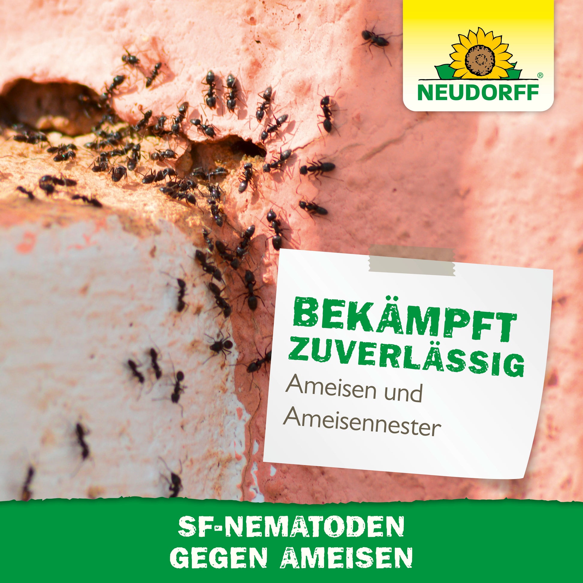 Nahaufnahme von vielen Ameisen auf einer rosa-weißen Fläche. Ein deutsches Etikett mit der Aufschrift "Bekämpft zuverlässig Ameisen und Ameisennester" zeigt die Nützlinge gegen Ameisen von Neudorff Shop. Das Neudorff-Logo erscheint in der oberen rechten Ecke.