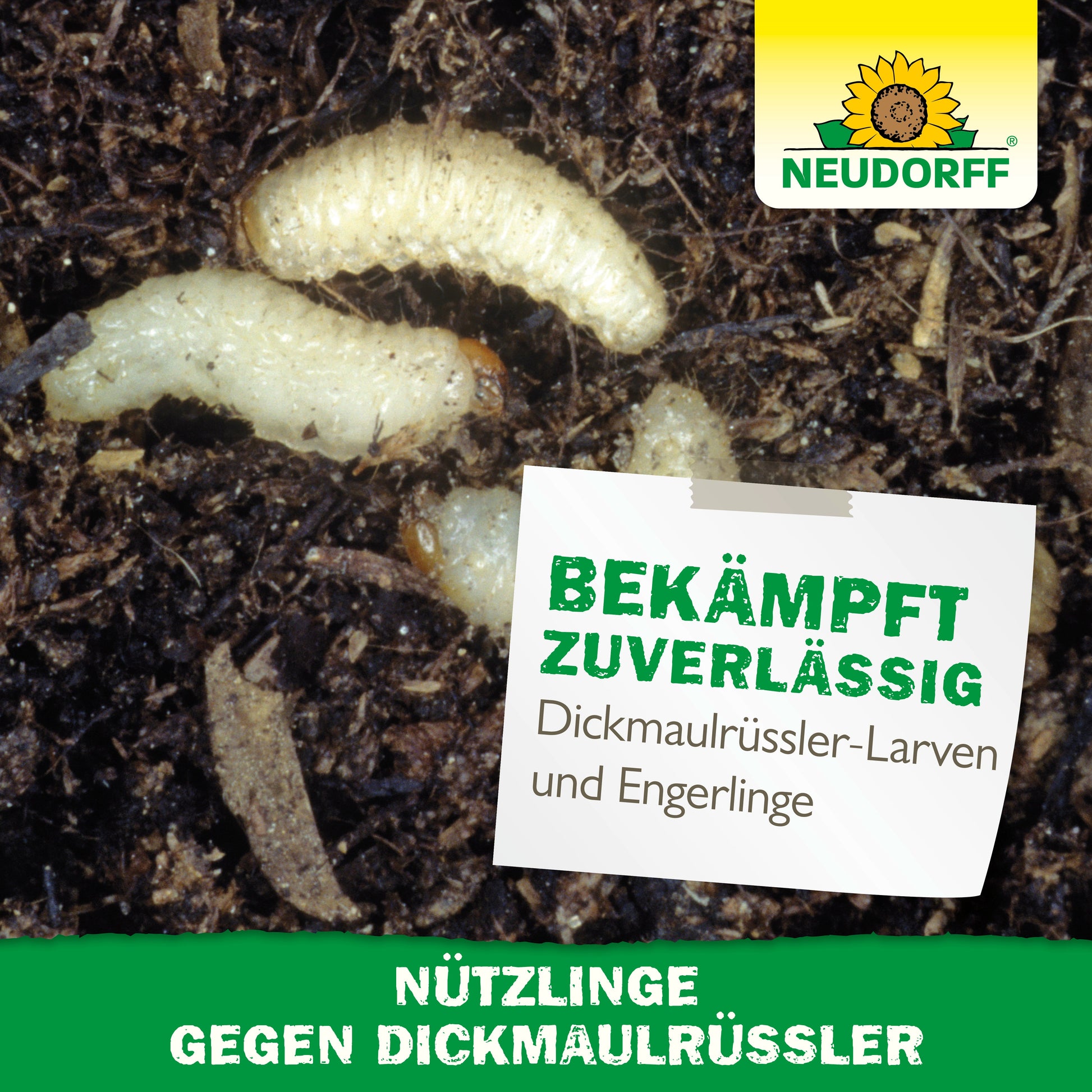 Drei weiße Käferlarven auf Erde unter einem Etikett: "Bekämpft zuverlässig Dickmaulrüssler-Larven und Engerlinge". Das grüne Neudorff-Logo steht für Nützlinge gegen Dickmaulrüssler von Neudorff Shop - natürliche Schädlingsbekämpfung mit Nematoden.