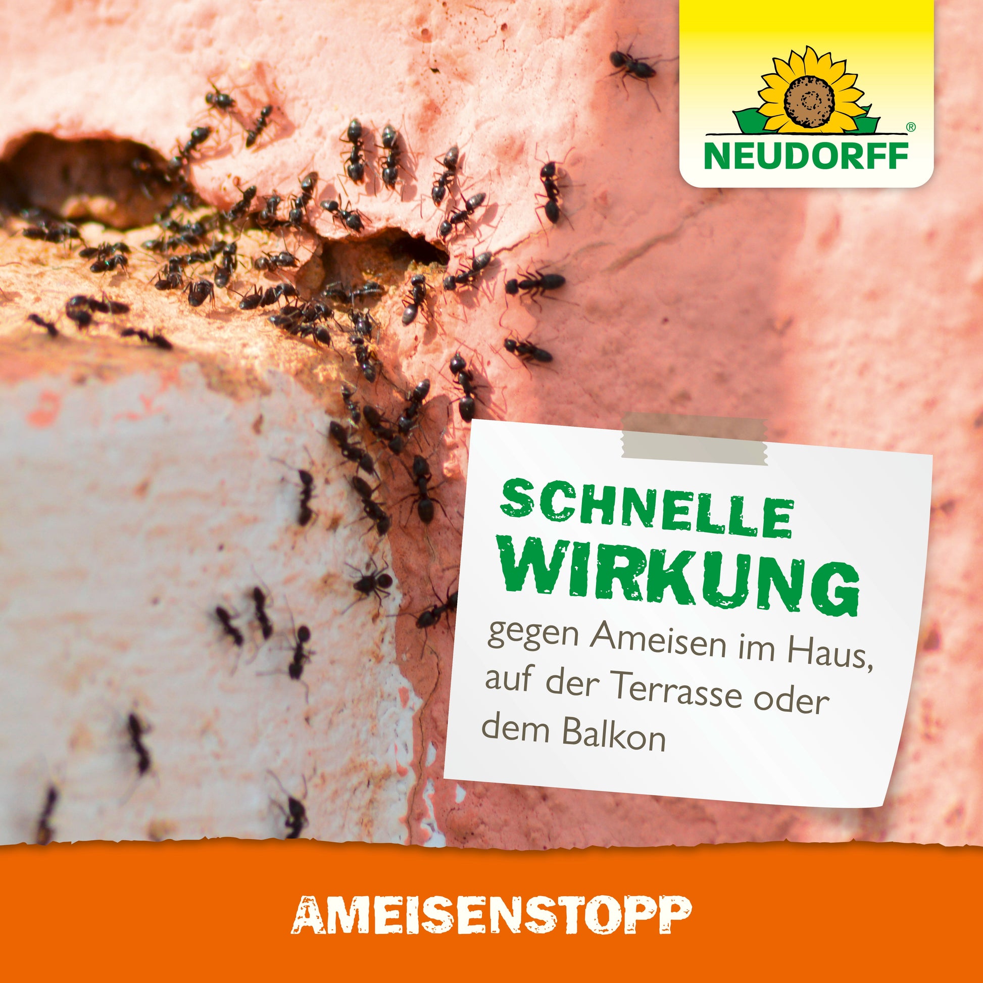 Nahaufnahme von schwarzen Ameisen auf einer cremefarbenen und rosa Wand. Auf dem Etikett steht: "Schnelle Wirkung gegen Ameisen im Haus, auf der Terrasse oder dem Balkon." Neudorff Shop AmeisenStopp-für effektive und zuverlässige Ameisenbekämpfung.