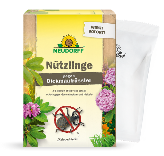 Abgebildet ist eine Schachtel Neudorff Shop Nützlinge gegen Dickmaulrüssler mit Pflanzenabbildungen, einem Käferdiagramm und deutschem Text auf der Verpackung. Grüne Blätter und rosa Blüten sind zu sehen - ideal für alle, die Engerlinge auf natürliche Weise bekämpfen wollen.