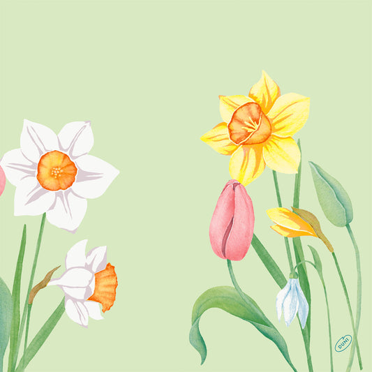 Die Duni GmbH Serv.40x40 4lg Klassik Spring Melody 50P. Servietten (Packung mit 50 Stück) zeigen weiße und gelbe Narzissen, rosa Tulpe, gelbe Tulpenknospe, Schneeglöckchen und frische Blätter auf grünem Hintergrund - ideal als Tischdekoration.