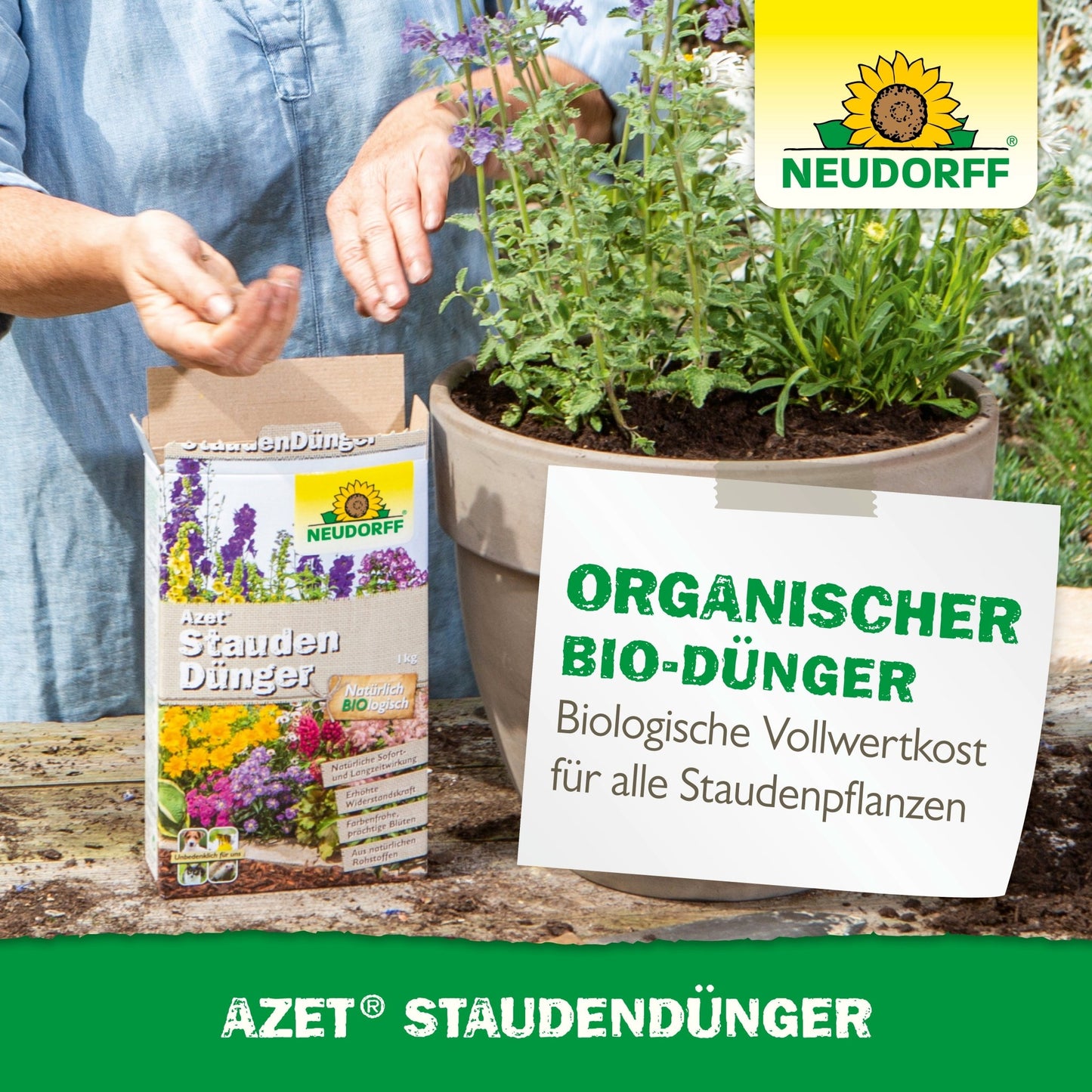 A person sprinkles Neudorff Shop Azet Perennial Fertilizer on the soil in a large garden pot with blooming perennials. The product packaging and a sign advertising organic fertilizer for perennials are visible.