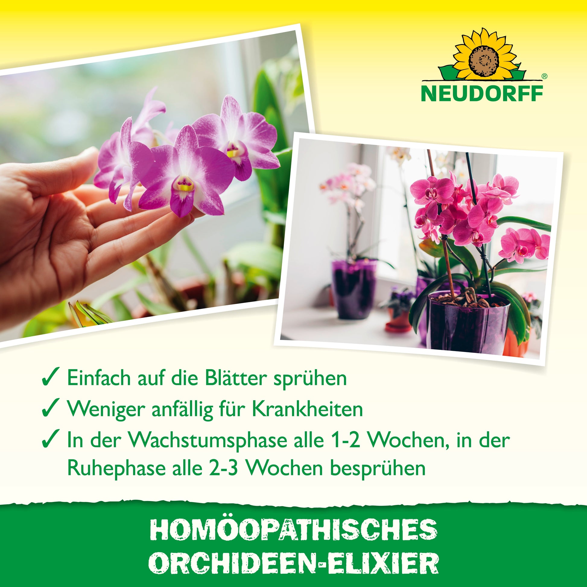 Zwei Fotos zeigen Orchideen in Töpfen, eine Pflanze wird mit homöopathischem Orchideen-Elixier von Neudorff Shop besprüht. Grüne Haken und deutscher Text heben die Vorteile dieser Orchideenpflege hervor, Branding oben sichtbar.