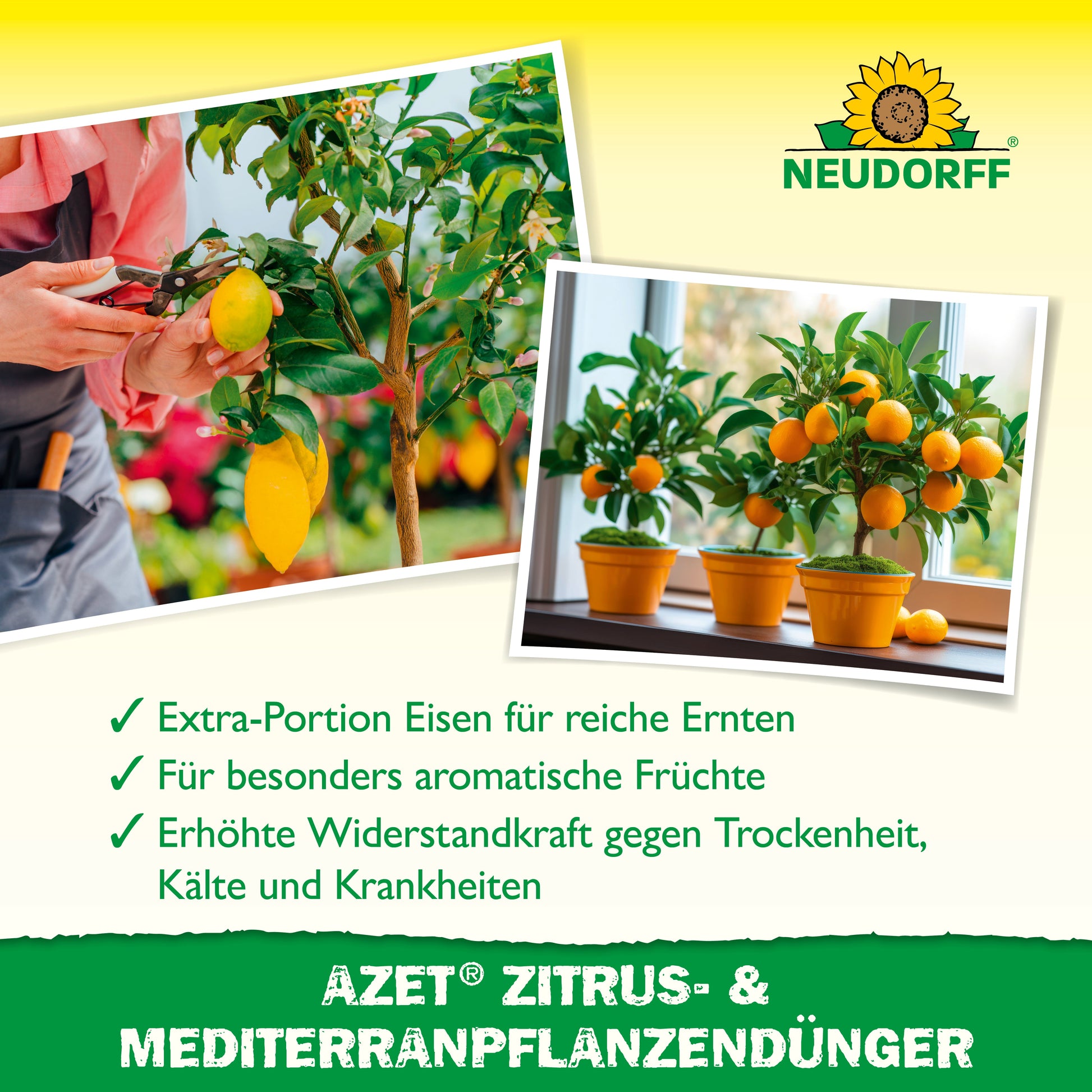 Links hält eine Person eine gelbe Zitrone, rechts trägt ein Orangenbaum reife Früchte. Der Text empfiehlt den Azet Zitrus- & MediterranpflanzenDünger von Neudorff Shop für Zitrus- und mediterrane Kübelpflanzen.