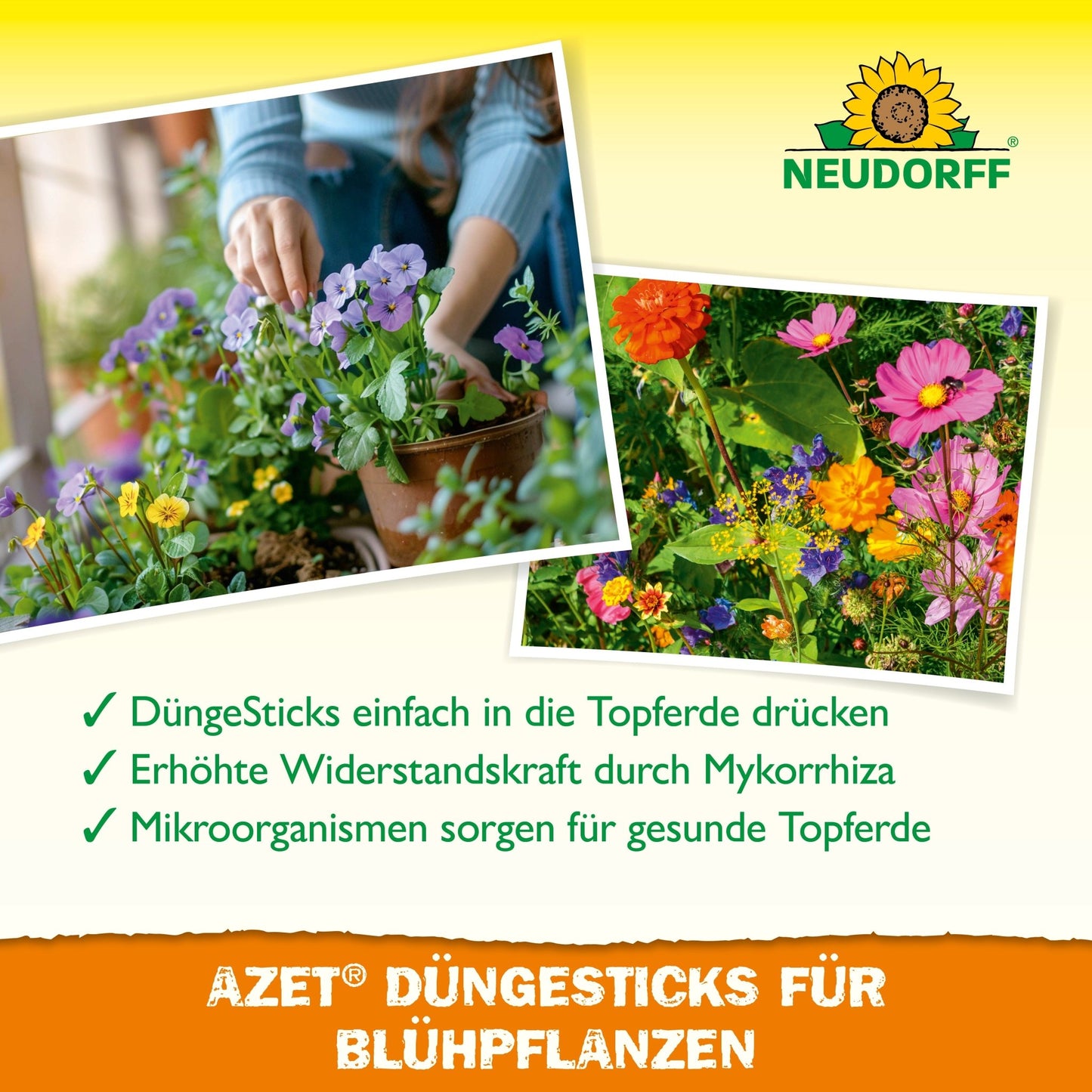 Two photos show blooming plants while a hand places Azet Fertilizer Sticks for flowering plants from the Neudorff Shop into a pot to improve soil and plant health. The Neudorff logo is visible in the image.