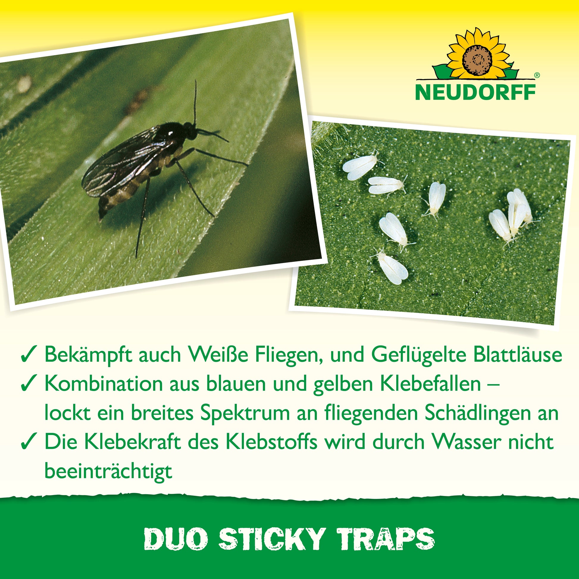 Nahaufnahme eines schwarzen Insekts auf einem Blatt (oben links) und fünf weiße Insekten auf Grün (oben rechts); deutscher Text und Neudorff Shop-Logo; Produktname "Duo Klebefallen" zur Bekämpfung von Thripsen unten abgebildet.