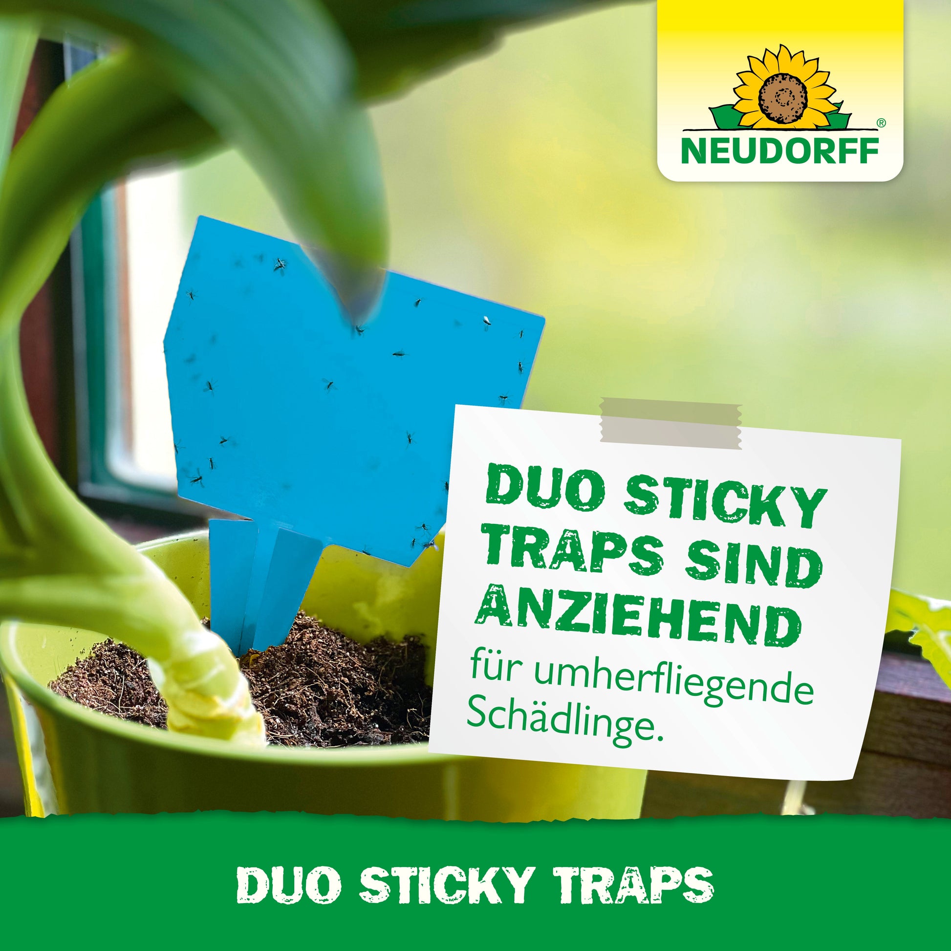 Eine blaue Duo-Haftfalle aus dem Neudorff-Shop, bedeckt mit kleinen Insekten, steht in einem Blumentopf auf einer Fensterbank. Der Text wirbt für "Duo-Klebefallen" zur Bekämpfung von Thripsen und Trauermücken. In der Ecke erscheint ein Sonnenblumen-Logo.