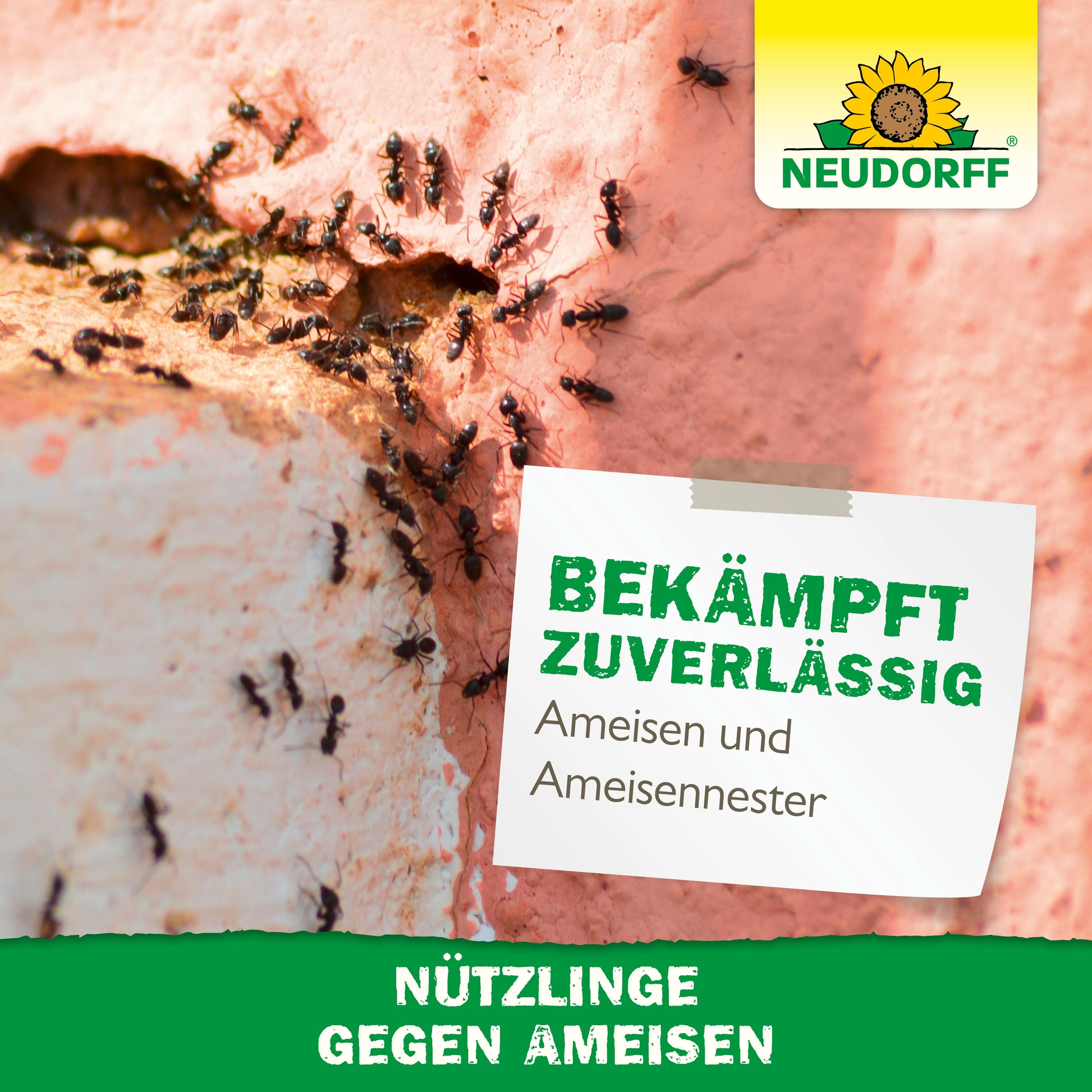 Mehrere Ameisen krabbeln auf einer rauen, hellrosa Wand. Das Logo des Neudorff Shops erscheint oben rechts. Auf einem deutschen Schild steht "Bekämpft zuverlässig Ameisen und Ameisennester". Darunter grüner Text: Nützlinge gegen Ameisen helfen bekämpfen.