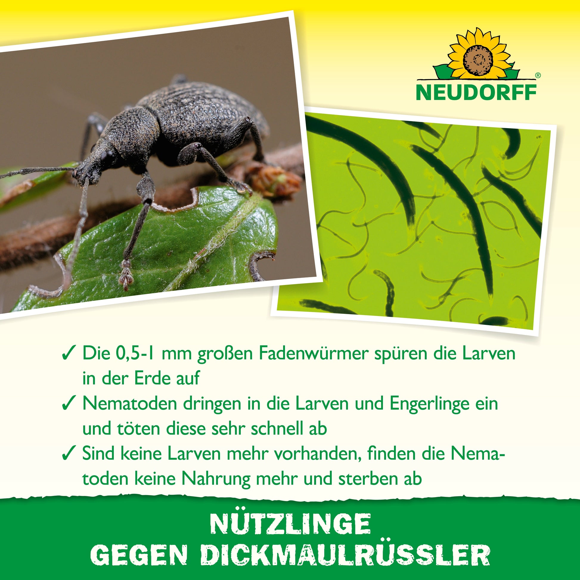 Nahaufnahme eines Dickmaulrüsslers auf einem Blatt, Illustration von Nematoden und deutsche Erklärung zur natürlichen Bekämpfung von Engerlingen mit Nematoden. Grüne Checkliste, Sonnenblumenlogo und Produktname "Nützlinge gegen Dickmaulrüssler" von Neudorff Shop unten.