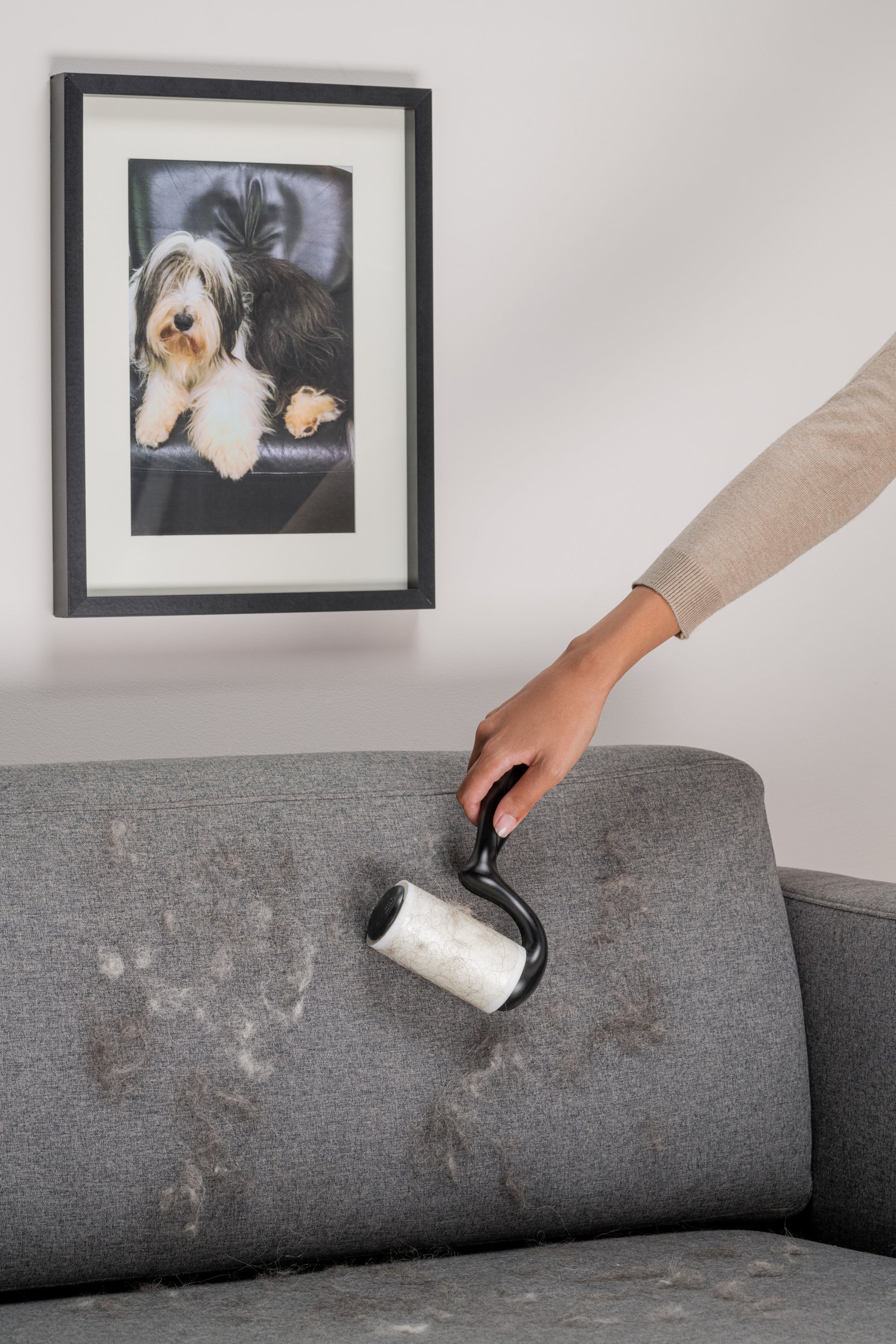 Jemand entfernt Tierhaare von einem grau gepolsterten Sofa mit dem Scotch-Brite™ Everyday Clean Fusselroller für flache Oberflächen, 56 Blatt, 1/Packung von 3M Deutschland GmbH. Ein gerahmtes Hundefoto hängt an der Wand über dem Sofa.